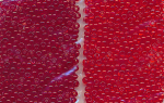 Rocailles Ton in Ton, rot transparent, Größe 8/0, Inhalt 32 g