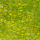 Rocailles klar lime grün, Größe  9/0  (2,6 mm), 100 Gramm